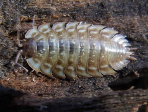 Réf. 136 767 : Oniscus asellus