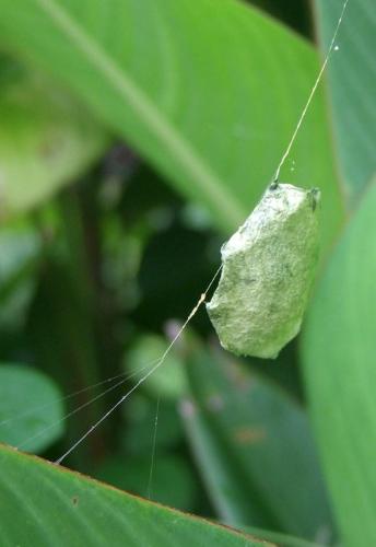 Réf. 136 960 : Argiope argentata