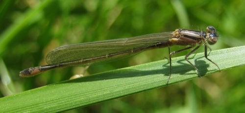 Ischnura elegans