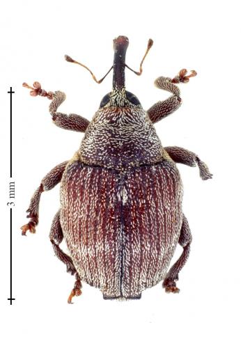 Réf. 136 707 : Coeliodes ruber