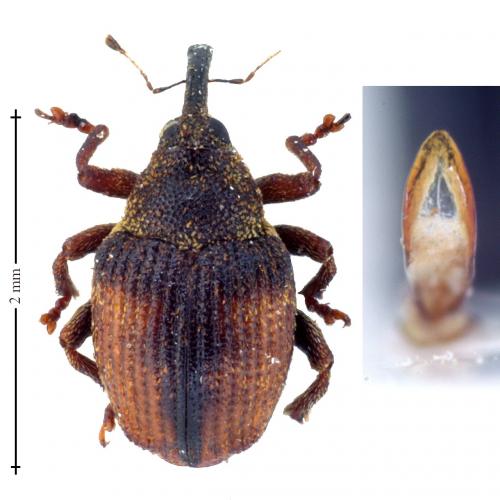 Coeliodes rana