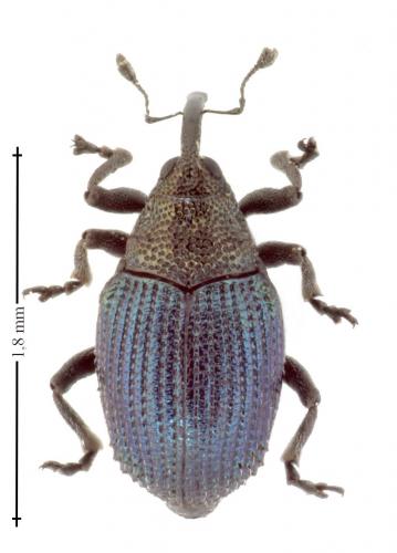 Réf. 136 681 : Ceutorhynchus erysimi