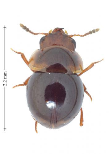 Réf. 136 168 : Agathidium sp.