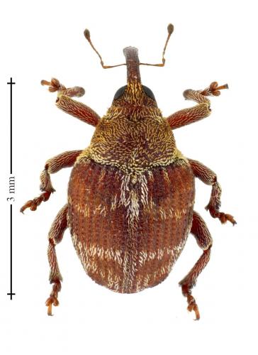 Coeliodes transversealbofasciatus