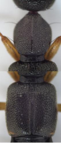 Rugilus geniculatus