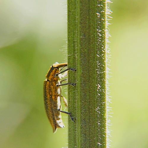Réf. 136 157 : Lixus iridis