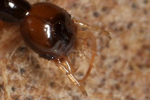 Réf. 136 108 : Leistus sp.