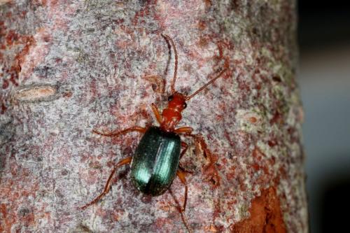 Réf. 136 896 : Brachinus explodens