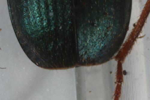 Réf. 136 897 : Brachinus explodens