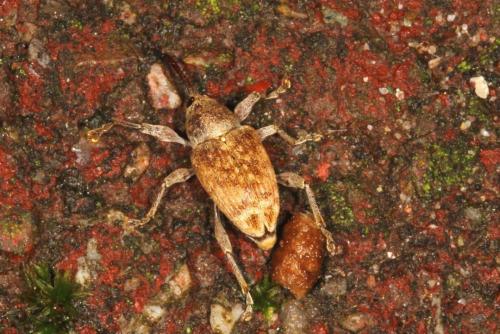 Curculio venosus