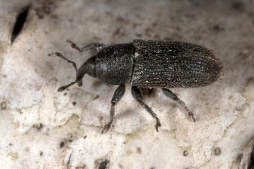 Réf. 136 565 : Mecinus pyraster