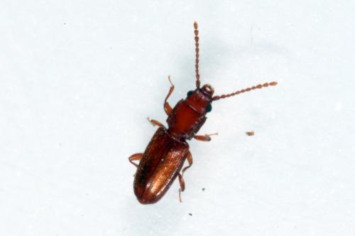 Réf. 136 643 : Placonotus testaceus