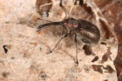 Réf. 136 242 : Neocoenorrhinus minutus