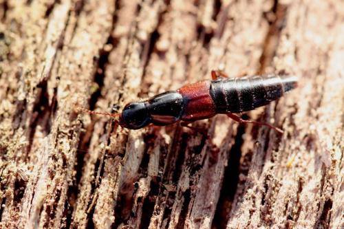 Réf. 136 809 : Quedius sp.