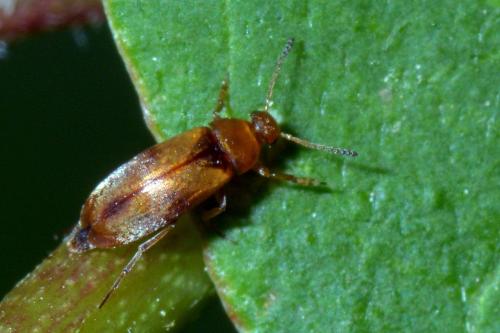 Réf. 136 057 : Anaspis maculata