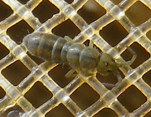 Réf. 136 837 : Isotomurus palustris