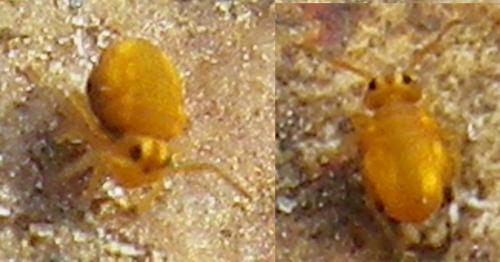 Réf. 136 862 : Sminthurinus aureus