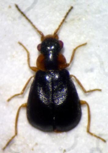 Colotes javeti