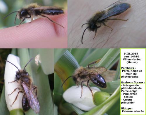 Andrena sp.