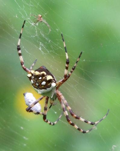 Réf. 136 959 : Argiope argentata