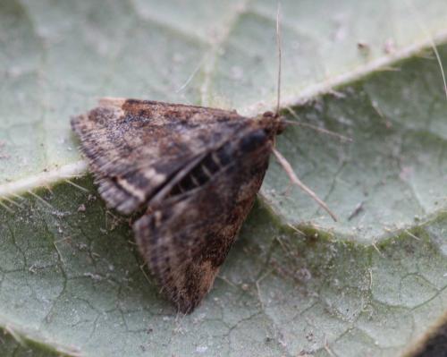 Pyrausta despicata