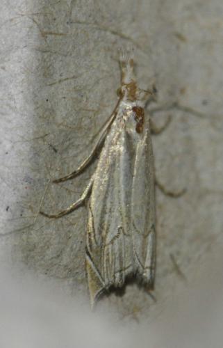 Réf. 136 208 : Metacrambus carectellus