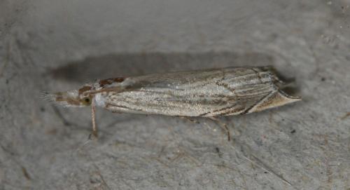Metacrambus carectellus