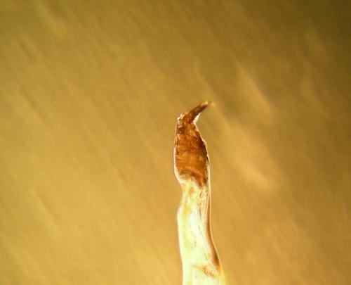 Trogulus nepaeformis