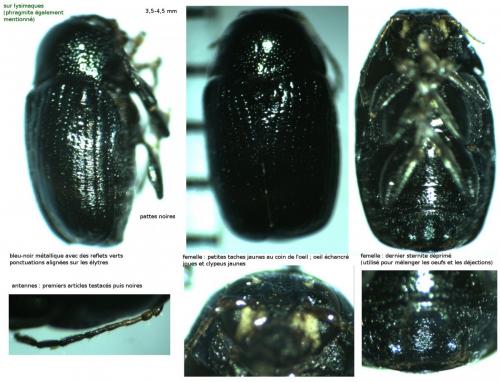 Cryptocephalus janthinus