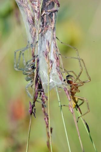 Cheiracanthium sp.