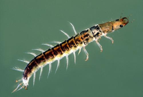 Orectochilus villosus villosus