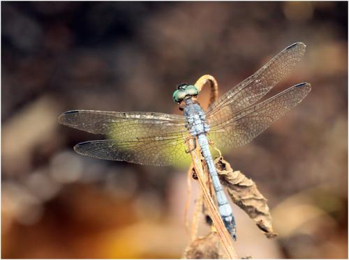 Dasythemis venosa