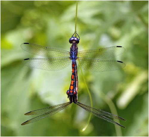 Dasythemis venosa