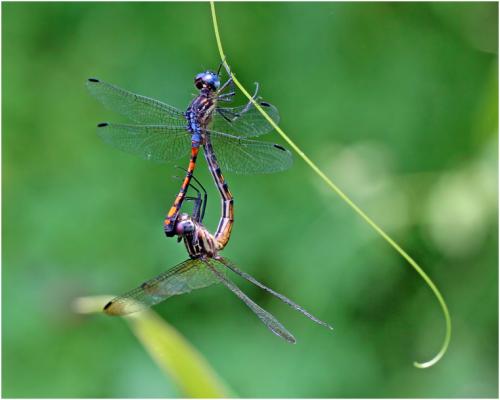 Dasythemis venosa