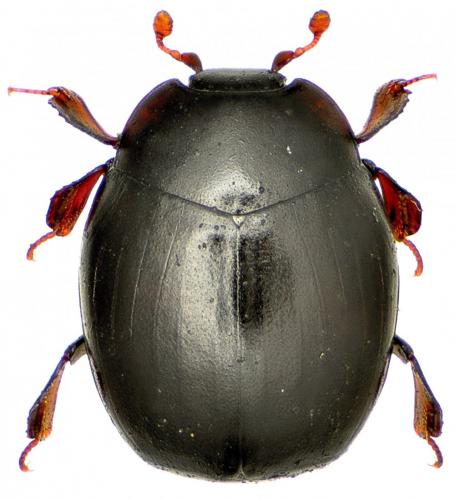 Réf. 136 317 : Dendrophilus pygmaeus