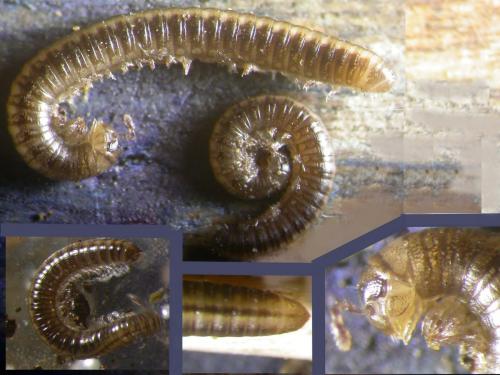 Réf. 136 605 : Brachyiulus pusillus