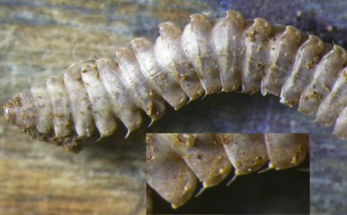 Nanogona polydesmoides