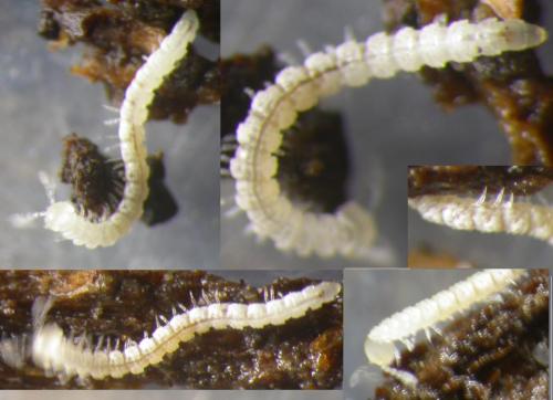 Macrosternodesmus palicola