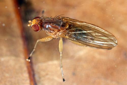 Suillia sp.