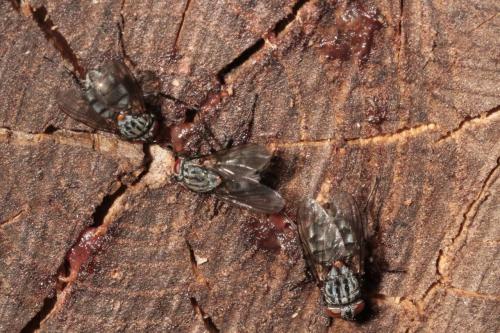 Muscina levida