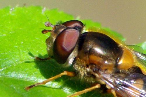 Réf. 136 373 : Epistrophe sp.
