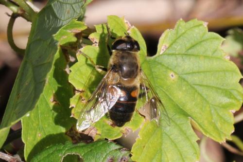 Réf. 136 376 : Eristalis tenax