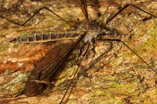Tipula sp.