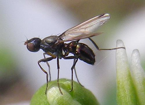Sepsis fulgens