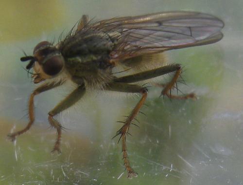 Scathophaga stercoraria