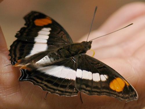 Doxocopa linda