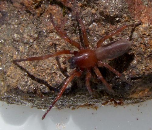 Réf. 136 957 : Drassodex lesserti
