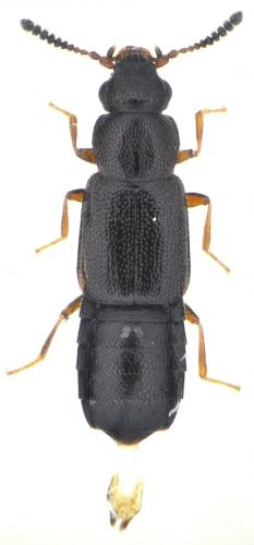 Réf. 136 870 : Dropephylla vilis