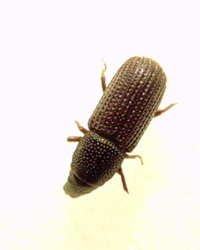 Brachytemnus porcatus