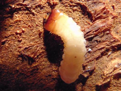 Réf. 136 534 : Rhagium inquisitor